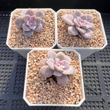 Graptoveria superbum