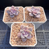 Graptoveria superbum