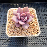 Graptoveria 'Debbie' S