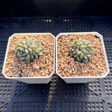 Echeveria cute bubble