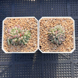 Echeveria cute bubble