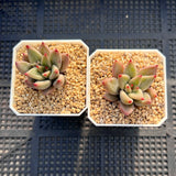 Echeveria Psyche S