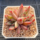 Echeveria Psyche S