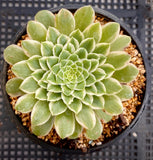 Aeonium emerald ice 翡翠冰 MELBOURNE SYDNEY ADELAIDE QUEENSLAND CANBERRA VICTORIA NSW QUEENSLAND SOUTH AUSTRALIA ACT SUCCULENT 多肉 墨尔本 维多利亚 澳洲 澳大利亚 悉尼 新南威尔士 阿德莱德 南澳 昆士兰 布里斯本 黄金海岸 多肉植物 堪培拉