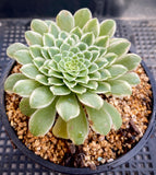 Aeonium emerald ice