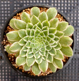 Aeonium emerald ice