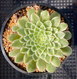 Aeonium emerald ice