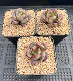 Echeveria bella rouge monstrose S