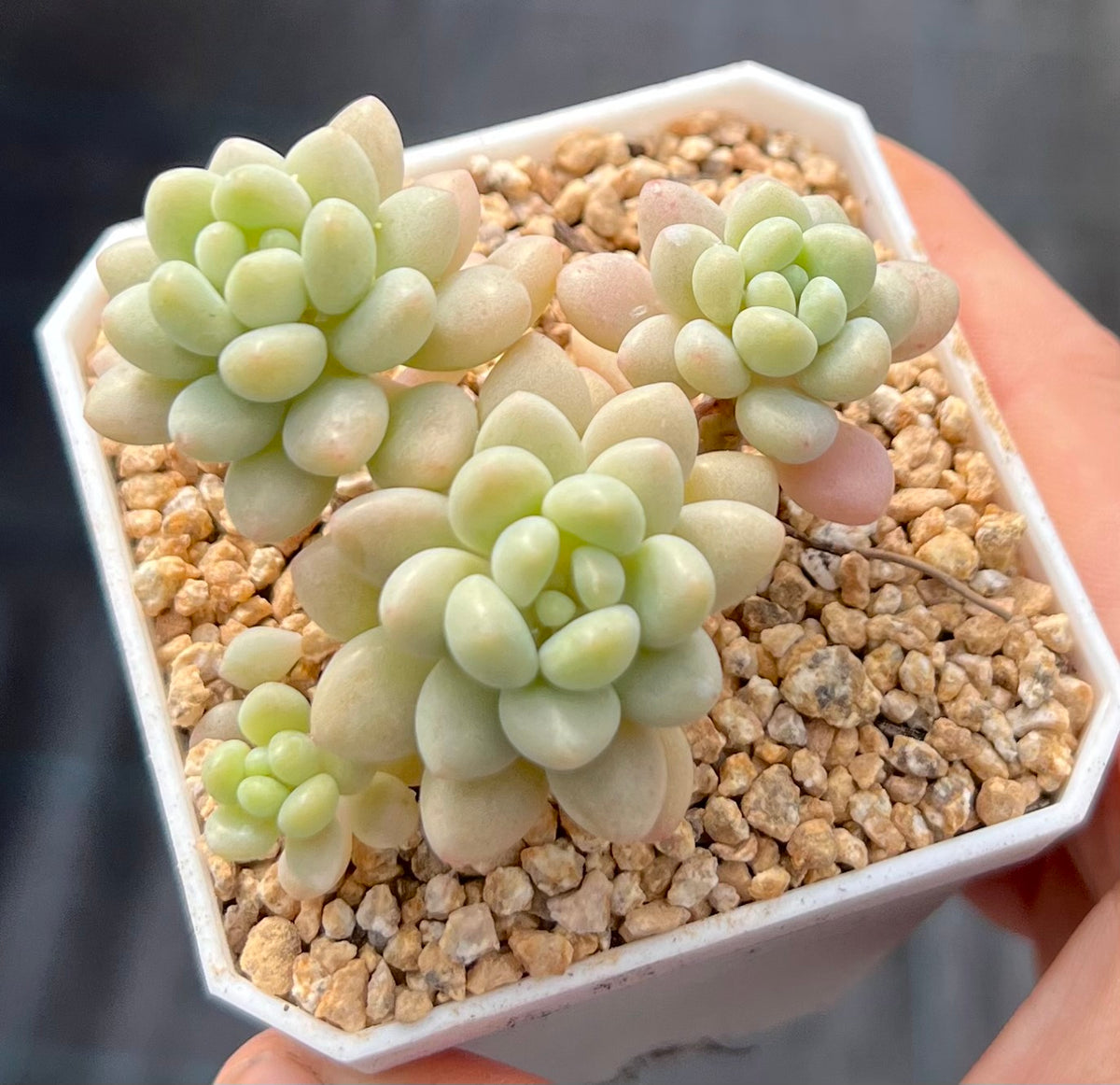 Graptosedum Rococo – RNT SUCCULENTS Graptosedum Rococo – RNT SUCCULENTS