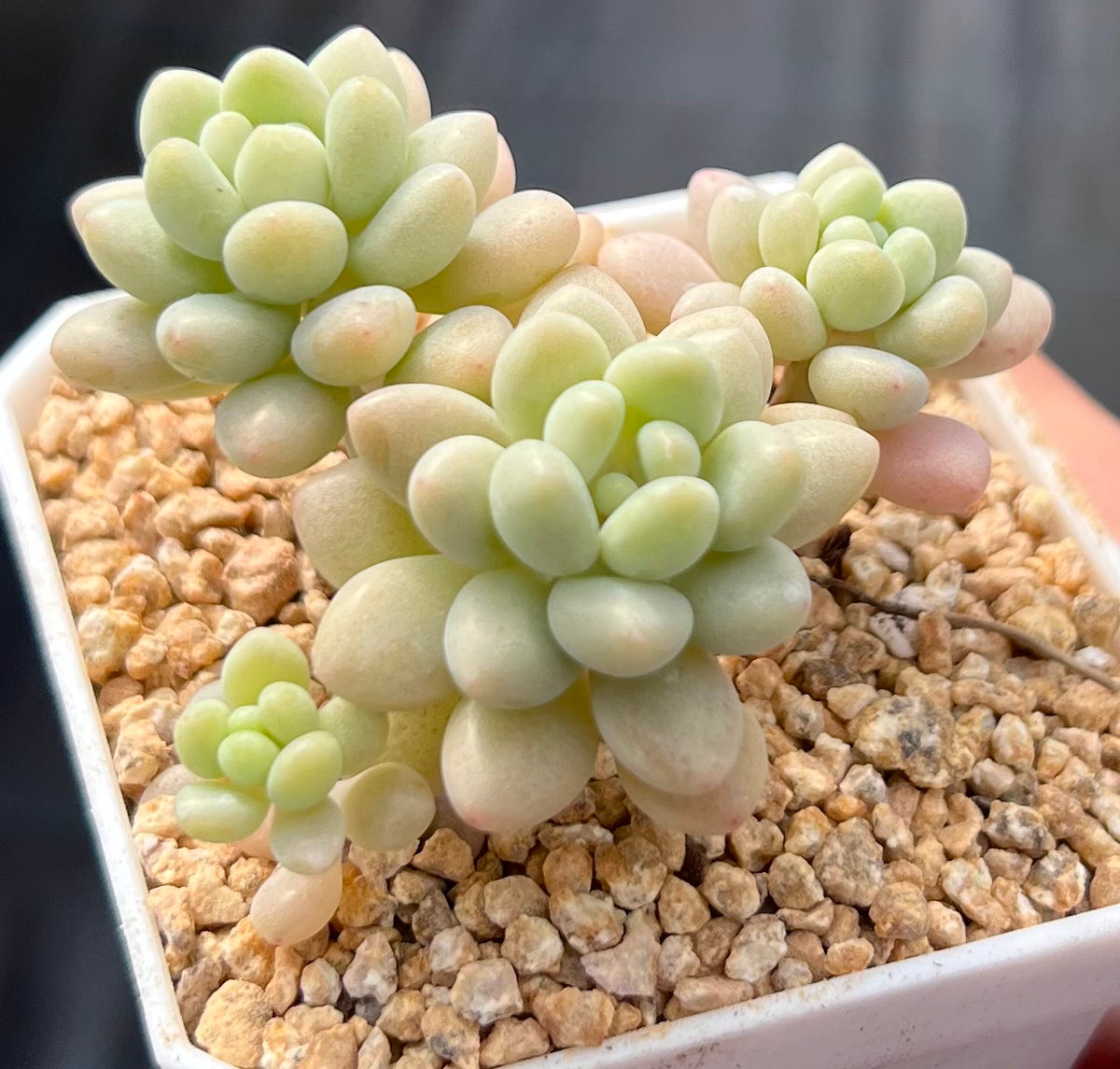 rococo succulent Graptosedum Rococo