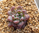 Echeveria amoena round asian form