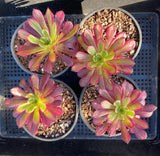 Aeonium Mardi Gras