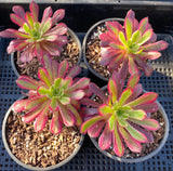 Aeonium Mardi Gras