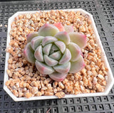 Echeveria alba beauty