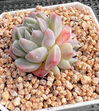 Echeveria alba beauty