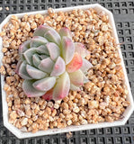 Echeveria alba beauty
