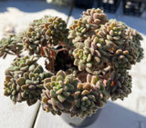 Aichryson bethencourtianum Cutting 伯仙爱染草 MELBOURNE SYDNEY ADELAIDE QUEENSLAND CANBERRA VICTORIA NSW QUEENSLAND SOUTH AUSTRALIA ACT SUCCULENT 多肉 墨尔本 维多利亚 澳洲 澳大利亚 悉尼 新南威尔士 阿德莱德 南澳 昆士兰 布里斯本 黄金海岸 多肉植物 堪培拉
