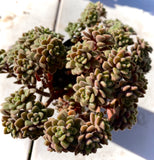 Aichryson bethencourtianum Cutting