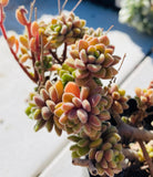 Aichryson bethencourtianum Cutting 伯仙爱染草 MELBOURNE SYDNEY ADELAIDE QUEENSLAND CANBERRA VICTORIA NSW QUEENSLAND SOUTH AUSTRALIA ACT SUCCULENT 多肉 墨尔本 维多利亚 澳洲 澳大利亚 悉尼 新南威尔士 阿德莱德 南澳 昆士兰 布里斯本 黄金海岸 多肉植物 堪培拉