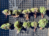 Aichryson bethencourtianum Cutting