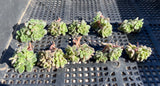 Aichryson bethencourtianum Cutting