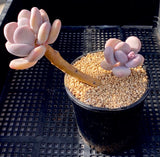 pachyphytum bracteosum