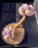 pachyphytum bracteosum