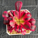 Aeonium Medusa