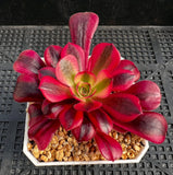 Aeonium Medusa