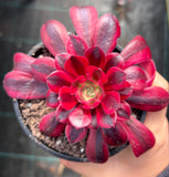 Aeonium Medusa