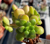 Aeonium lindleyi