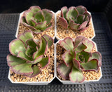 Aeonium Akafuji 'red Fuji'