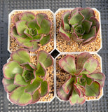 Aeonium Akafuji 'red Fuji'