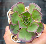 MELBOURNE SYDNEY ADELAIDE QUEENSLAND CANBERRA VICTORIA NSW QUEENSLAND SOUTH AUSTRALIA ACT SUCCULENT 多肉 墨尔本 维多利亚 澳洲 澳大利亚 悉尼 新南威尔士 阿德莱德 南澳 昆士兰 布里斯本 黄金海岸 多肉植物 堪培拉 Aeonium Akafuji 'red Fuji' 红富士法师