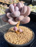 pachyphytum bracteosum