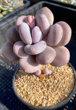 pachyphytum bracteosum
