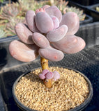 pachyphytum bracteosum