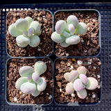 Pachythytum oviferum B 蛋黄奶 MELBOURNE SYDNEY ADELAIDE QUEENSLAND CANBERRA VICTORIA NSW QUEENSLAND SOUTH AUSTRALIA ACT SUCCULENT 多肉 墨尔本 维多利亚 澳洲 澳大利亚 悉尼 新南威尔士 阿德莱德 南澳 昆士兰 布里斯本 黄金海岸 多肉植物 堪培拉