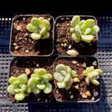 Graptoveria 'Avant-garde'