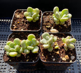 Graptoveria 'Avant-garde'