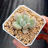 Graptoveria opalina monstrose
