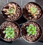 Haworthia cooperi hybrid