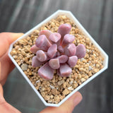 Graptoveria lilac spoons