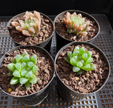 Haworthia cooperi hybrid