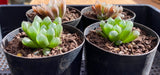 Haworthia cooperi hybrid