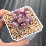 Graptoveria lilac spoons