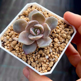 MELBOURNE SYDNEY ADELAIDE QUEENSLAND CANBERRA VICTORIA NSW QUEENSLAND SOUTH AUSTRALIA ACT SUCCULENT 多肉 墨尔本 维多利亚 澳洲 澳大利亚 悉尼 新南威尔士 阿德莱德 南澳 昆士兰 布里斯本 黄金海岸 多肉植物 堪培拉 紫罗兰迷雾半石化 Echeveria lavender mist semi monstrose