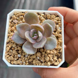 Echeveria lavender mist semi monstrose