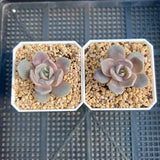 Echeveria lavender mist semi monstrose