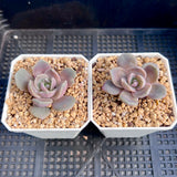 Echeveria lavender mist semi monstrose